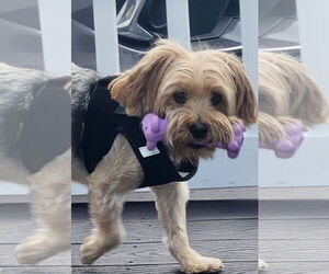Mutt Dogs for adoption in Allentown,, PA, USA