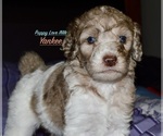 Puppy Yankee Poodle (Standard)