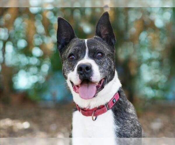 Medium Photo #2 Holland Shepherd-Unknown Mix Puppy For Sale in Tavares, FL, USA