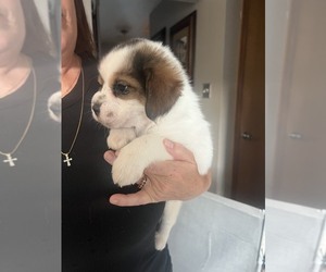 Chinese Shar-Pei-Miniature Australian Shepherd Mix Puppy for sale in PLAINFIELD, IL, USA