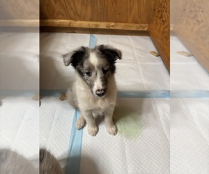 Shetland Sheepdog Puppy for sale in KEWAUNEE, WI, USA