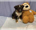 Small Australian Shepherd Mix
