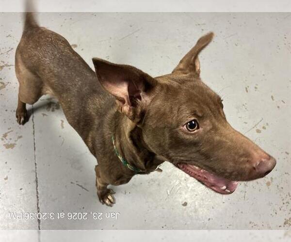 Medium Photo #1 Doberman Pinscher-Unknown Mix Puppy For Sale in Ocala, FL, USA