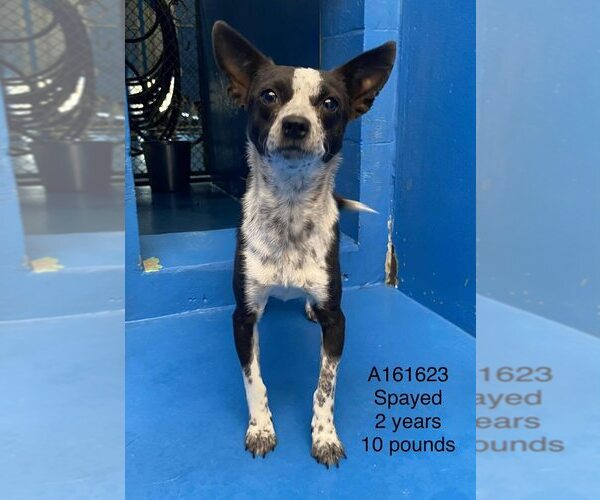 Medium Photo #1 Chihuahua-Unknown Mix Puppy For Sale in Calgary, Alberta, Canada