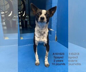 Chihuahua-Unknown Mix Dogs for adoption in Calgary, Alberta, Canada
