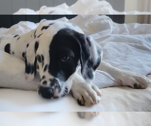 Medium Photo #3 Dalmatian Puppy For Sale in CHARLOTTE, NC, USA