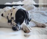 Small #2 Dalmatian