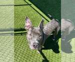 Small #5 Mutt