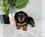 Small Photo #5 Dachshund Puppy For Sale in FRANKLIN, IN, USA