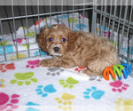 Small Photo #16 Cocker Spaniel-Poodle (Miniature) Mix Puppy For Sale in ORO VALLEY, AZ, USA