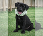 Small #1 Labrador Retriever Mix