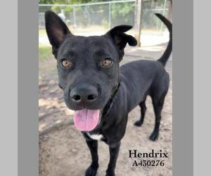 HENDRIX - Male Labrador Retriever Dog for Adoption - Photo #2