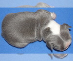 Small #1 Boston Terrier
