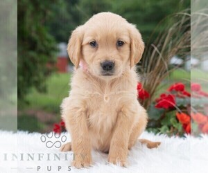 Golden Retriever Puppy for sale in NEWPORT, PA, USA