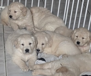 Golden Retriever Litter for sale in MODESTO, CA, USA