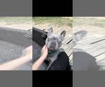 Small #6 French Bulldog