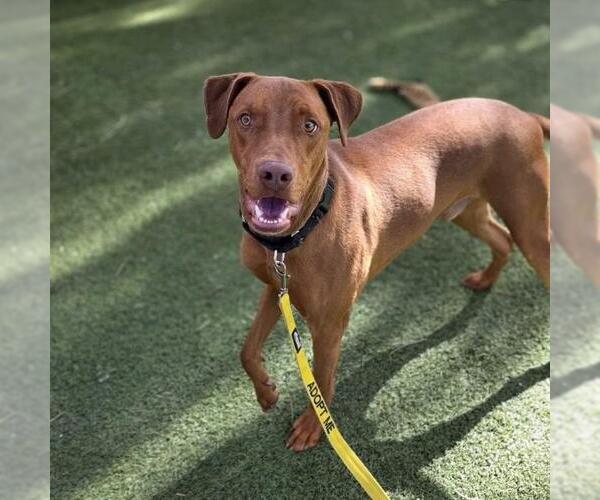 Medium Photo #2 Mutt Puppy For Sale in Las Vegas, NV, USA