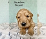 Puppy Brownie Black Golden Retriever