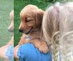 Small #1 Golden Retriever