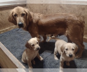 Golden Retriever Puppy for sale in PORTLAND, OR, USA