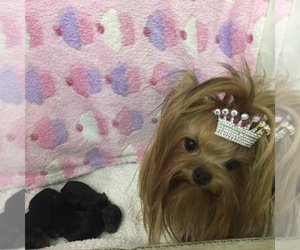 Mother of the Yorkshire Terrier puppies born on 03/07/2022