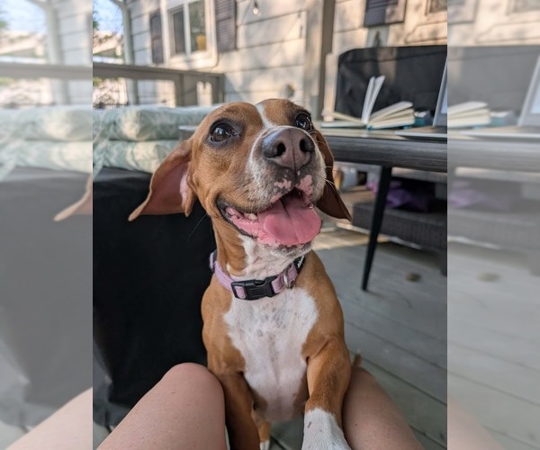 Medium Photo #4 Beagle-Unknown Mix Puppy For Sale in Shermans Dale, PA, USA