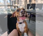 Small #3 Beagle Mix