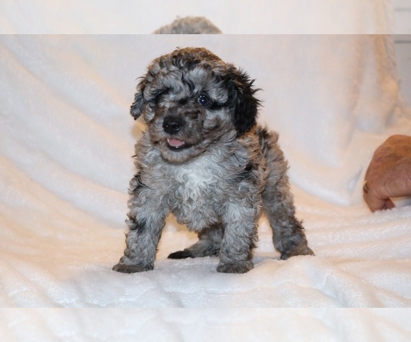 Medium Photo #1 Poodle (Toy) Puppy For Sale in DYERSBURG, TN, USA