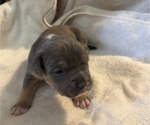 Small #2 American Bully