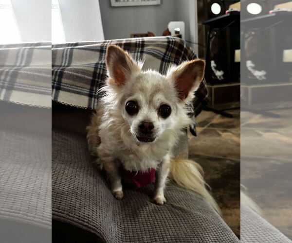 Medium Photo #3 Chihuahua Puppy For Sale in Gulfport, MI, USA