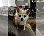 Small #2 Chihuahua