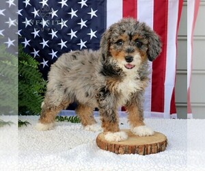 Bernedoodle (Miniature) Puppy for sale in NARVON, PA, USA