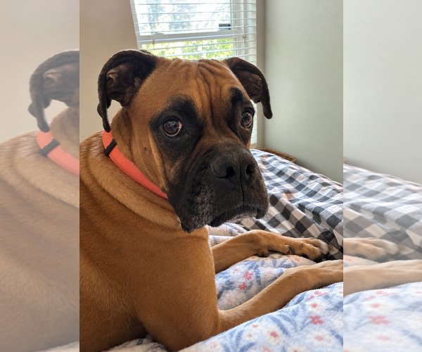 Medium Photo #8 Boxer Puppy For Sale in  Katy, TX, USA