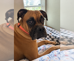 Small Photo #8 Boxer Puppy For Sale in  Katy, TX, USA