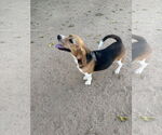Small Beagle