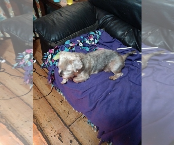 Medium Photo #4 Yorkshire Terrier Puppy For Sale in JOHNSTOWN, PA, USA