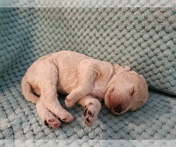 Medium Photo #59 Poodle (Standard) Puppy For Sale in CLAYTON, WA, USA