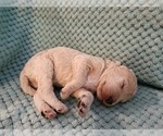 Small Photo #59 Poodle (Standard) Puppy For Sale in CLAYTON, WA, USA