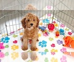 Otis - Male Cavapoo mix (+ Poodle Miniature) Puppy for Sale - Photo #6