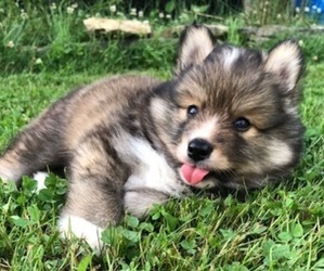 Pomsky Puppy for sale in SAVOY, MA, USA