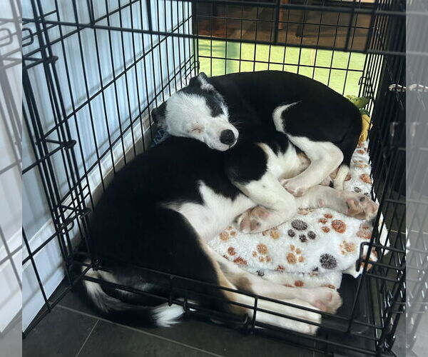 Medium Photo #2 Labsky Puppy For Sale in Mechanicsburg, PA, USA