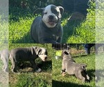 Puppy 3 Olde English Bulldogge