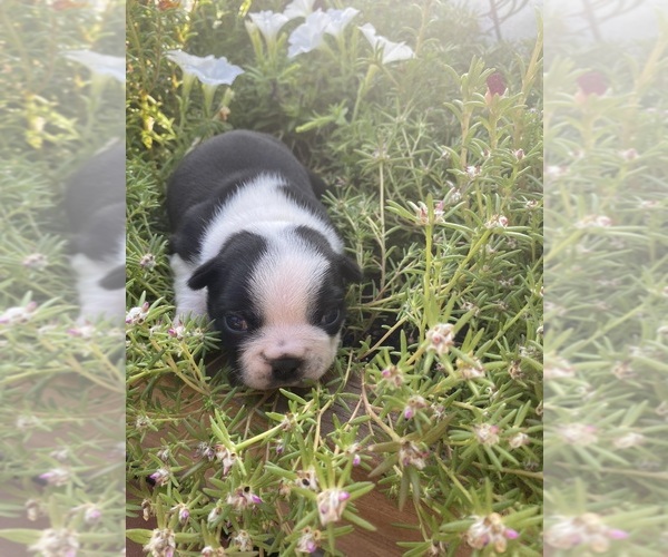Medium Photo #10 Boston Terrier Puppy For Sale in FREDONIA, KS, USA