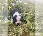 Small #9 Boston Terrier