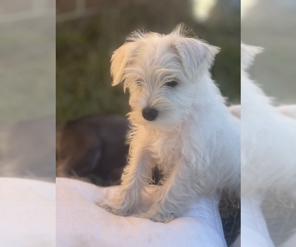 Medium Photo #7 Schnauzer (Miniature) Puppy For Sale in AUGUSTA, GA, USA