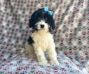 Cavapoo Puppy for sale in LAKELAND, FL, USA