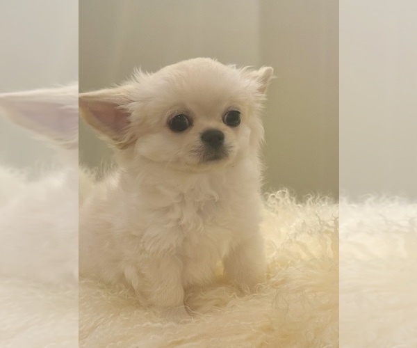 Medium Photo #1 Chihuahua Puppy For Sale in PEORIA, AZ, USA