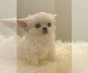 Chihuahua Puppy for sale in PEORIA, AZ, USA
