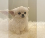 Snowball - Male Chihuahua Puppy for Sale - Small photo