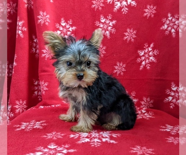 Medium Photo #3 Yorkshire Terrier Puppy For Sale in GLEN ROCK, PA, USA